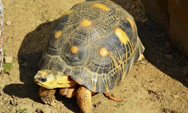 Consejos para tener tortugas de tierra y agua como mascotas