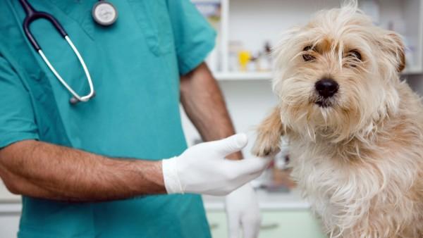 Consejos para llevar a nuestras mascotas al veterinario