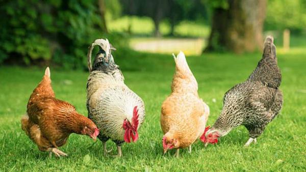 Recomendaciones para la cría de pollos y gallinas