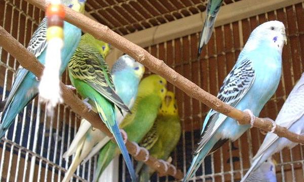 Importancia de las vitaminas para los pájaros mascota