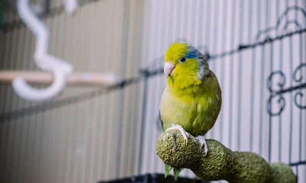 Los mejores consejos para tener pájaros como mascotas