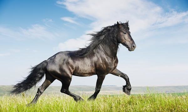 Cómo funciona y para qué sirve el linimento para caballo