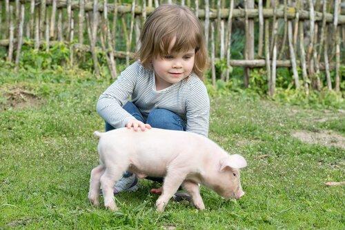 Cuidados que requieren los cerdos como mascotas