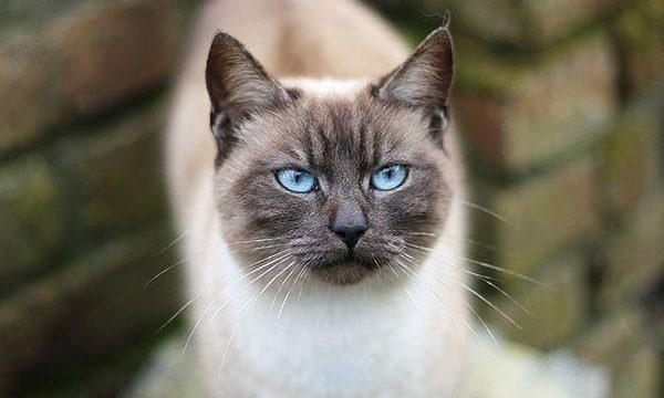 El gato como mascota: consejos valiosos para garantizar su salud y bienestar