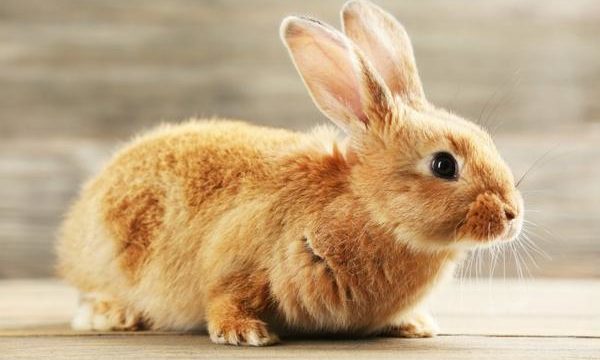 Recomendaciones para tener un conejo como mascota