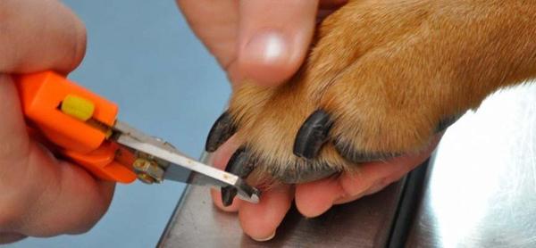 Consejos para el corte de las uñas del perro