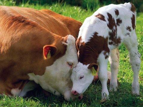 Consejos para el cuidado de las vacas en estado de gestación