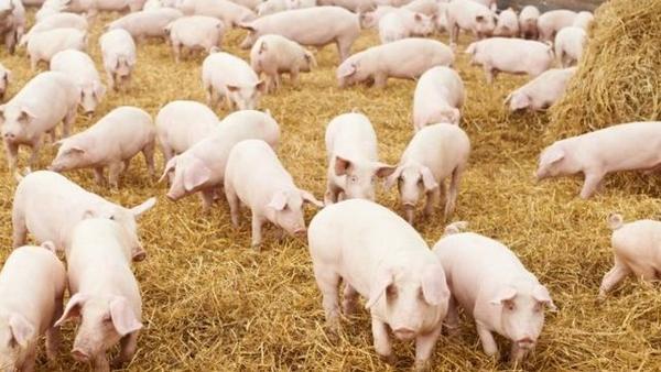 La patología porcina y su importancia