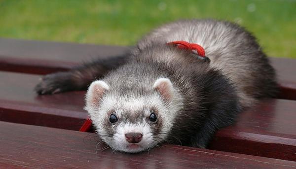 El hurón como mascota, cuidados y recomendaciones