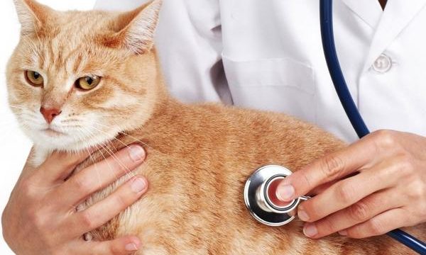 Quimioterapia y productos veterinarios para la salud de las mascotas