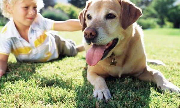 Cómo son los propietarios responsables de mascotas