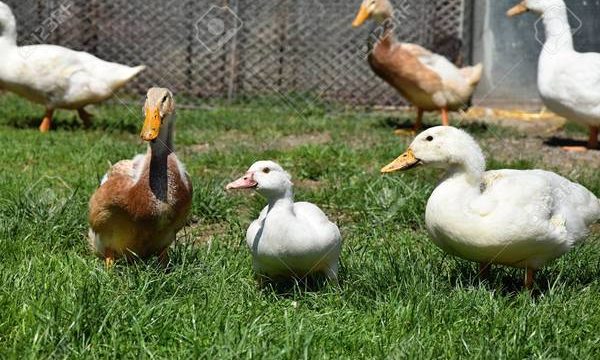 Cómo cuidar a los patos en la granja