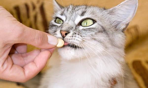 Como administrar medicamentos en pastilla a un gato