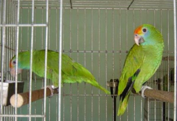Palacio de los niños barro Depender de Consejos para tener aves y pájaros en casa – Farmacia Veterinaria San  Bernardo