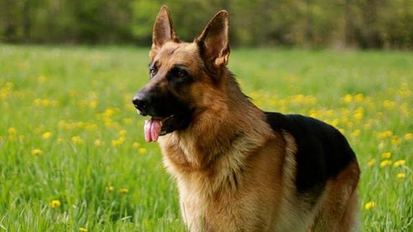 Cómo cuidar a las mascotas en el invierno