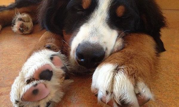 Consejos para recortar de manera segura las uñas de tu perro