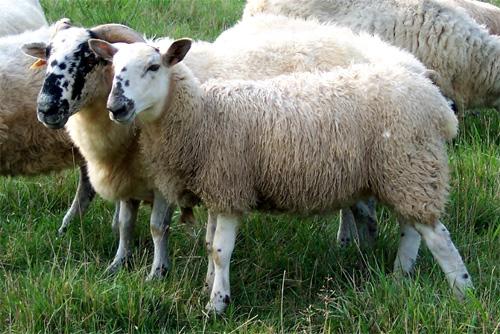 Principales enfermedades que afectan a los animales de granja