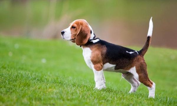 Qué hacer si se detectan lipomas en las mascotas