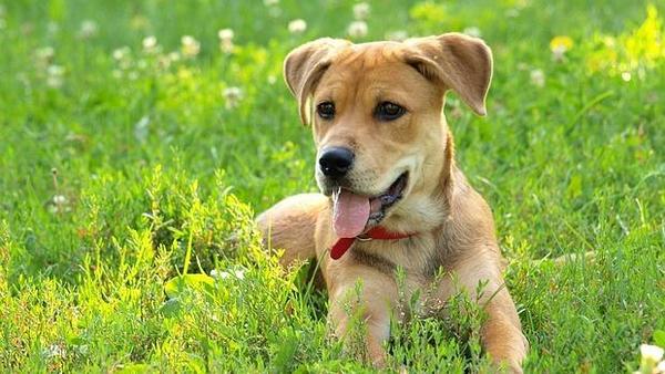 Regalar una mascota, todo lo que debes saber