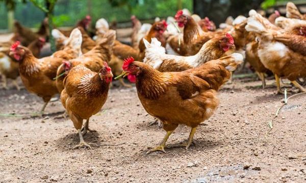 Principales parásitos que afectan a las aves de corral