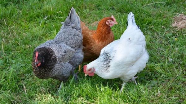 Enfermedades más peligrosas para las aves de corral