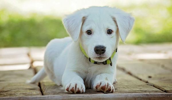 Propósitos para el año 2019 de las mascotas y sus dueños