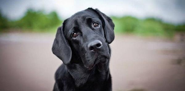 ¿Cómo puedo cuidar a mi mascota en el invierno?