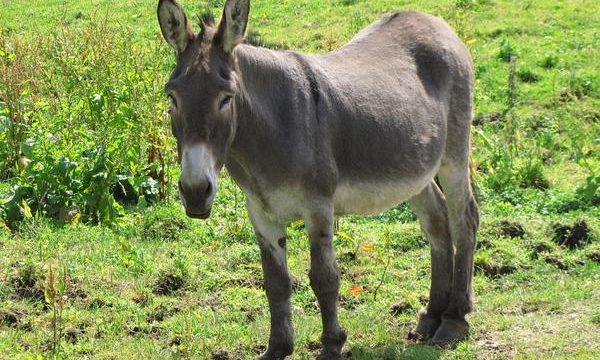 Consejos para el correcto cuidado del burro