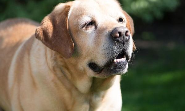 ¿Cómo cuidar a las mascotas ancianas?