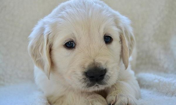 Conociendo las necesidades de los cachorros