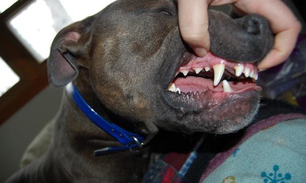 Cuidados dentales de las mascotas