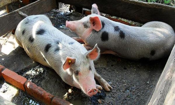 Diferentes problemas de salud en los cerdos de granja