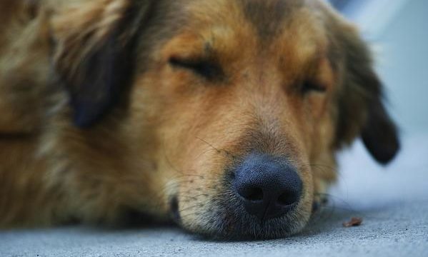 ¿Conviene aplicar la eutanasia a las mascotas?