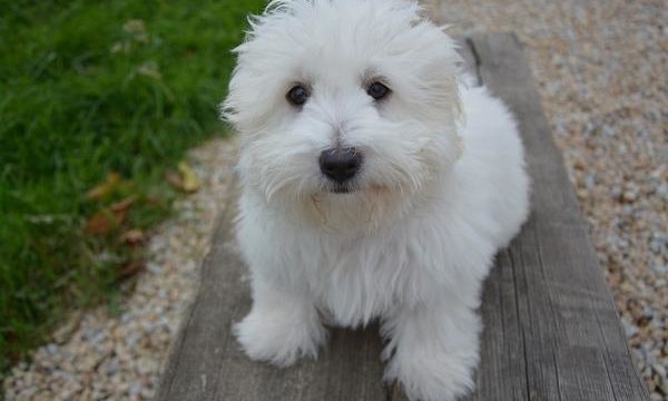 Conoce y cuida mejor a tu perro