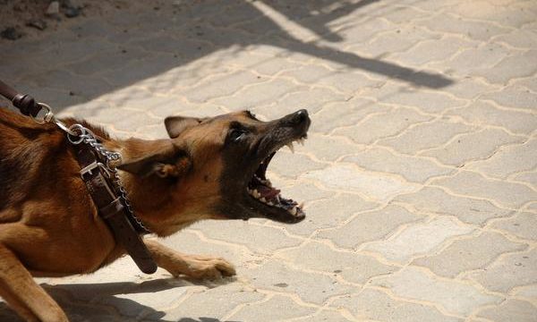 Qué hacer cuando un perro tiene problemas de comportamiento