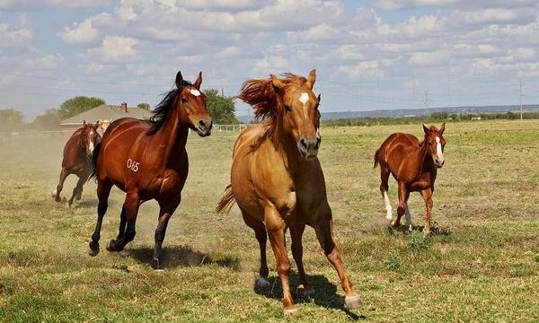 Cuidados de los cascos del caballo de granja