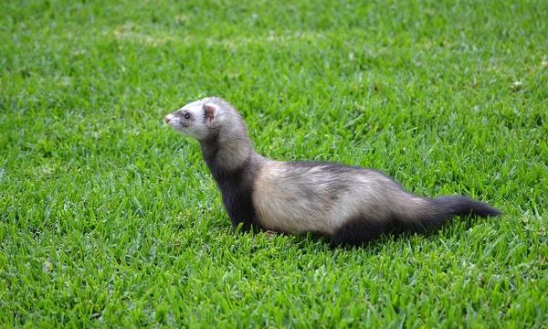 Como cuidar a un hurón como mascota