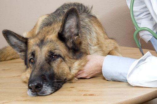 Principales enfermedades infecciosas en perros y gatos