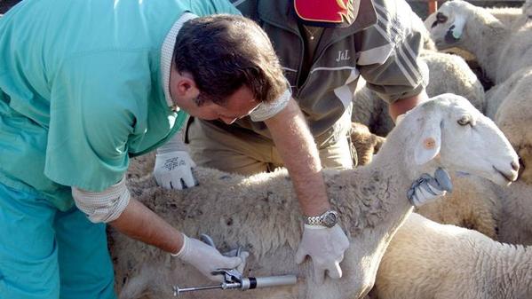 Cómo aplicar un adecuado programa de vacunación para cabras y ovejas