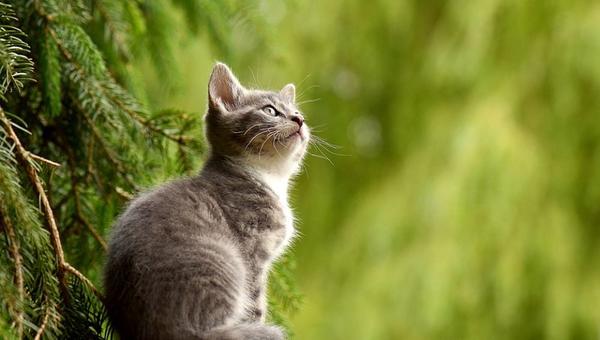 Factores que propician el estrés en los gatos mascota