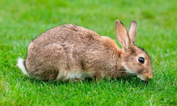 La desparasitación de conejos de granja