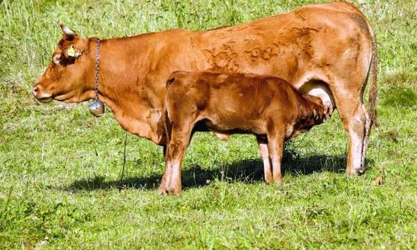 Sanidad animal y producción pecuaria: prácticas y medidas de bioseguridad