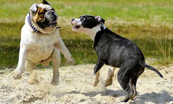 Cómo se deben manejar y controlar las mascotas