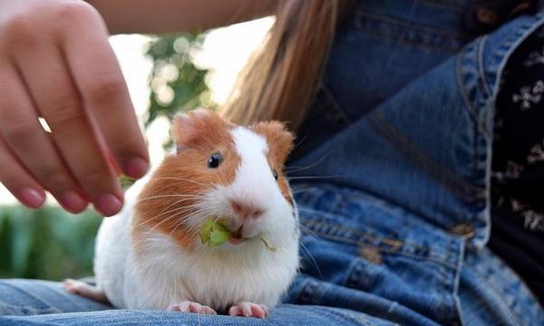 Cómo cuidar a un Conejillo de Indias