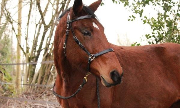 La desparasitación del caballo