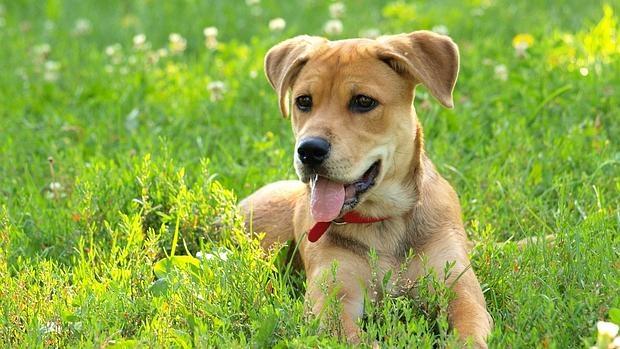 Cómo proteger a tu perro del ruido de la pirotecnia