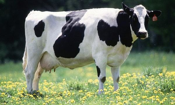 Lesiones en las patas y pezuñas de las vacas lecheras