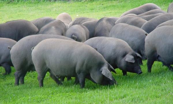 Consejos veterinarios para la cría de cerdos saludables