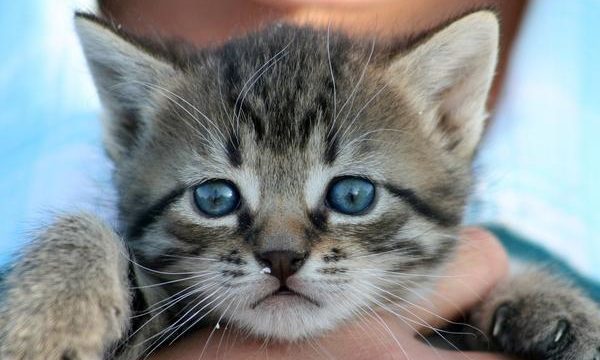 Los cuidados más importantes para los gatitos en casa