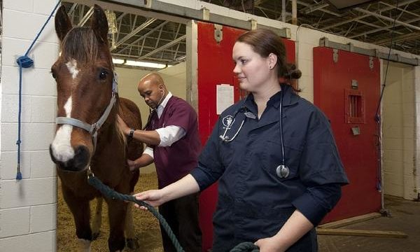 Importancia del veterinario para la salud de los animales de granja